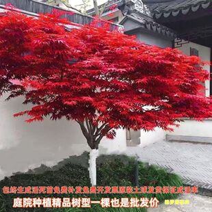 �t�����ļ��e��ͥԺ���AС�~�t������t������t�輧�t���Gֲ