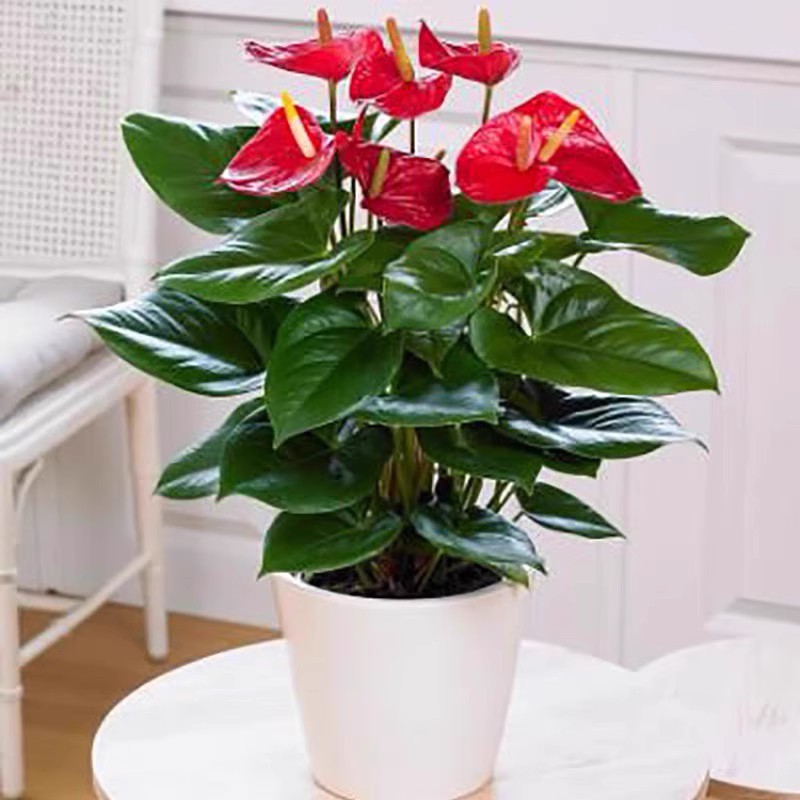 메인사진 : 안스리움 6~10송이(간단한 흰색 화분) + 영양액