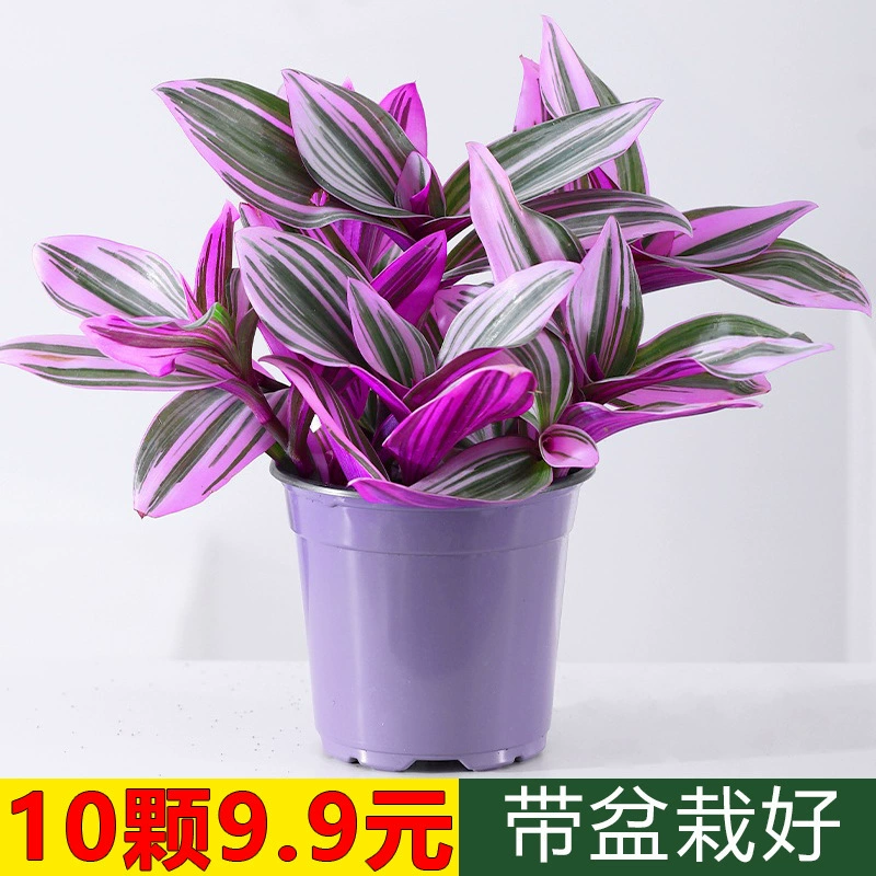 Свадебная картина маслом, висящая орхидея, орхидея в горшке, парчовая фиолетовая орхидея, роса, балкон, комнатный стол, гидропонные растения, легко выращивать зеленые растения и цветы