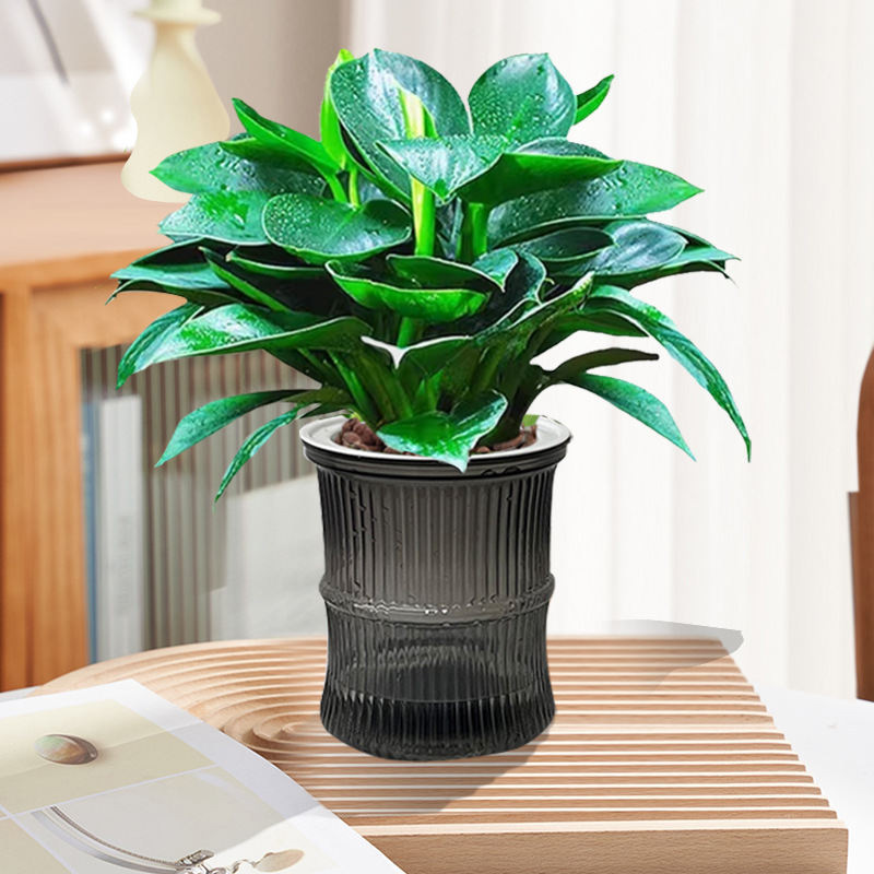 [핫한 신제품] 골든다이아몬드 20cm 3그루(대나무흡수대) + 영양액