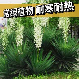 �������ֲ��z�mͥԺ���@�ֲ̨�����G�����ļ������ͺ�ֲ��