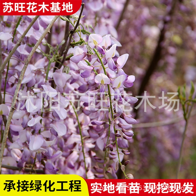 Оптовая продажа многокорневых саженцев вистерии, вьющихся растений, крышных садов, саженцев цветов вистерии в горшках, садовых растений для внутреннего двора.