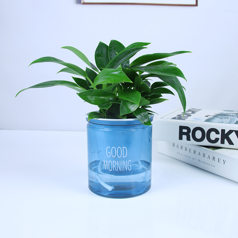 골드 다이아몬드 3개 + 블루 모닝 세면대 + 영양액✓