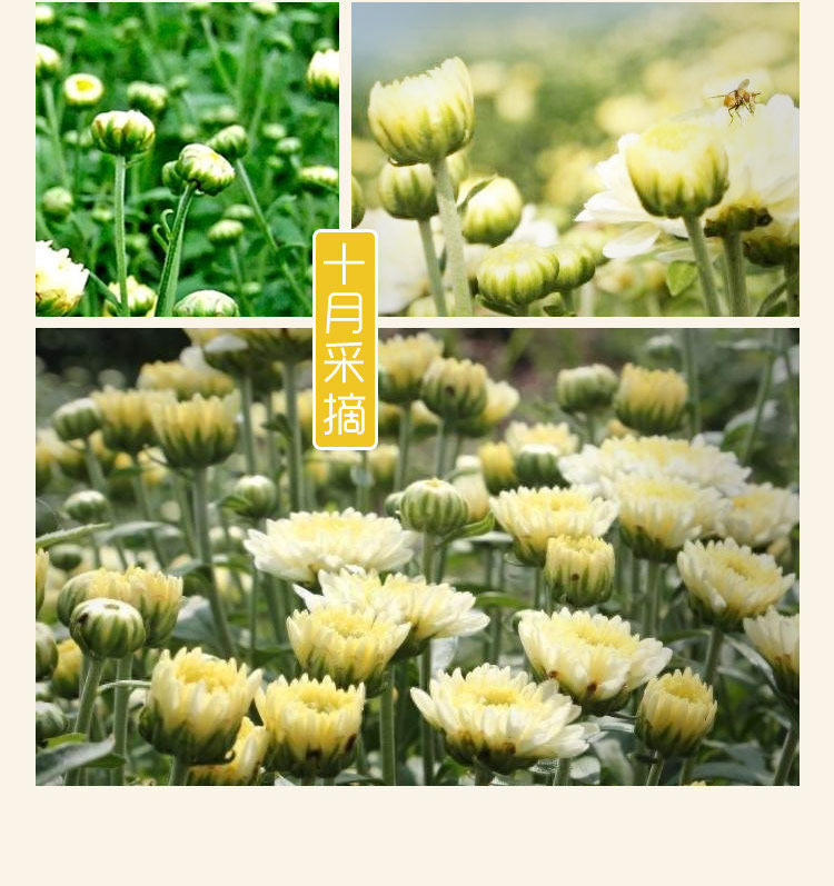 Dried Chrysanthemum Flower Tea Buds Tai Ju Loose Herbal Tea 500g specifications