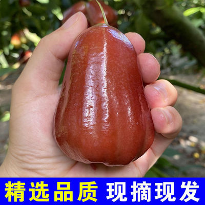 Wax apple Black Edition fresh Tropical fruit 1-5 Season Hainan specialty Manufactor Direct selling