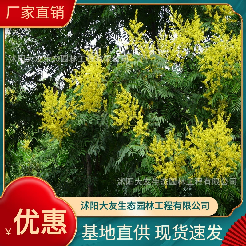 Базовые оптовые поставки Саженцы Хуаншань Луань живописное место ландшафтный дизайн дорога садовая инженерия озеленение саженцев