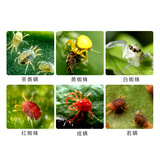 锄火龙 55%одноразовый гидрохлорид цитрусовый цитрусовый цитрусовый красный паук чай желтый клещей и яичники 100 грамм