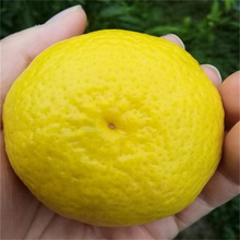 ����38̖�������28̖�t������������Ӹ��٘����Ϸ��Nֲ���Ե���