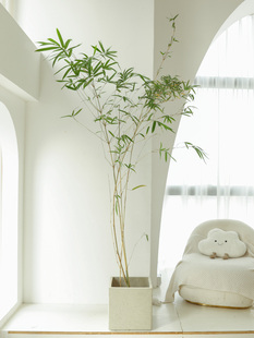 ���������҃�����ʽ�U��Gֲ�_�h���^��������ͥԺ�����쾰�����l