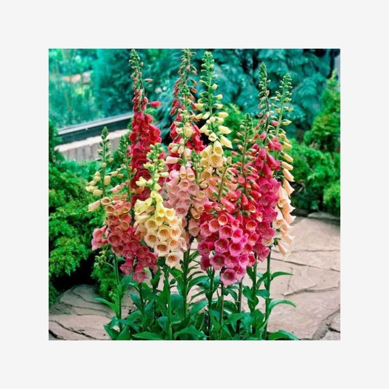 Семена циферги смешанных цветов, легко выращиваются в любое время года, интересные декоративные цветы в горшках, многолетние садовые цветочные растения для цветочной грядки.