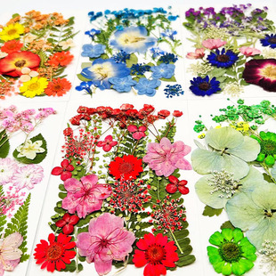 Plant Specimen DIY Dried Flower Material Bag Paste Face Baffled Flower Real Flower Group Fan Photo Frame Gel Dropping Mobile Phone Shell Dried Flower Embossed