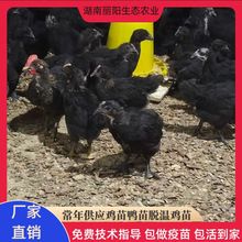 场地直卖脱温一个月黑羽绿壳蛋鸡苗多蛋鸡另有五黑绿壳蛋鸡仔活体