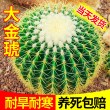 �������������ƽ����k���҃���������̖���ֲ����w���B��