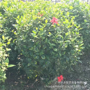 Hibiscus Fuso Large Red Flower Ball Flower Viewing Shrub Park Courtyard Green Plant Hedge Tree Street Tree Landscape Tree