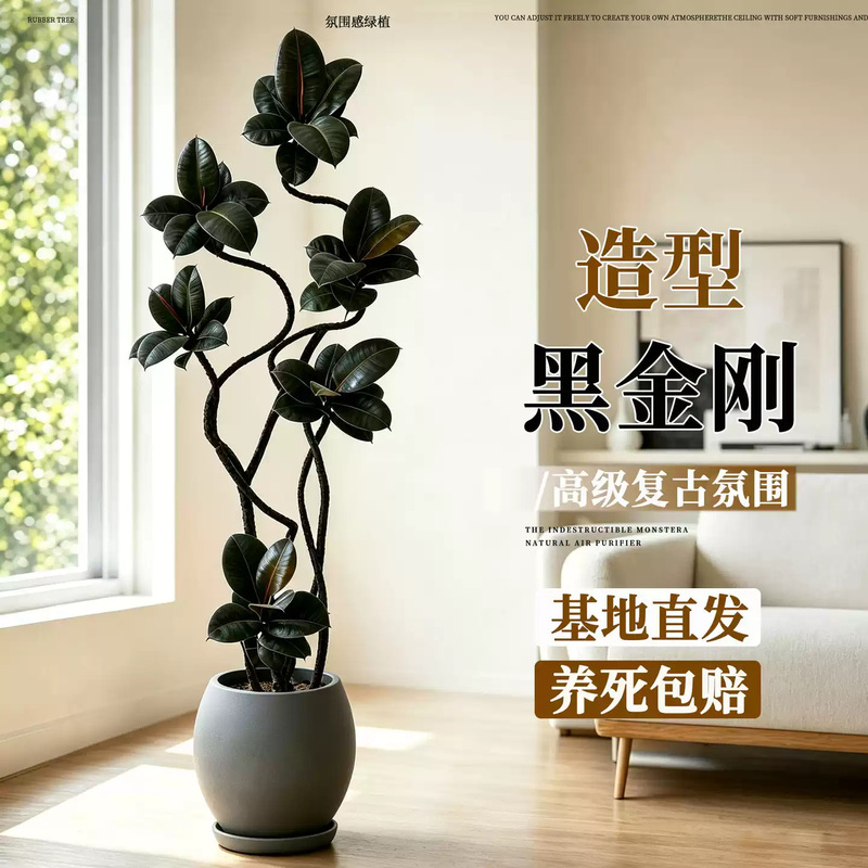 Black Diamond Rubber Tree, large potted plant for the living room, indoor large green plant, easy to maintain all year round, suitable for balcony and office decoration Black Diamond Rubber Tree, large potted plant for the living room, indoor large green plant, easy to maintain all year round, suitable for balcony and office decoration