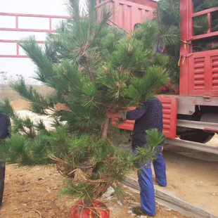 �������l���ɘ��� ��ɽ���־G�����ɘ��� �@�����־G����ľ������