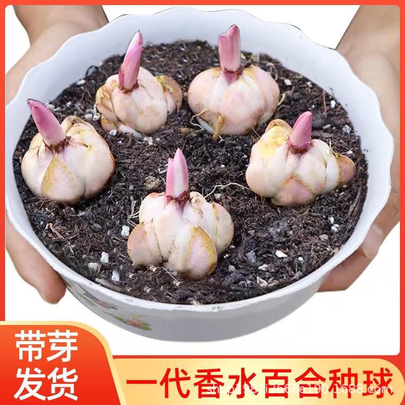 香水百合种球耐寒四季开花室内外盆栽好养易活花卉种子百合绿植