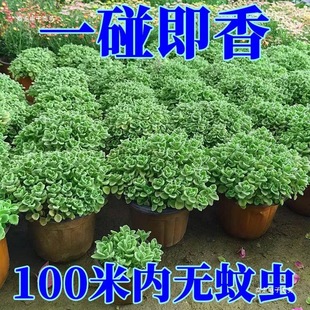 Bump Fragrant Potted Edible Green Plants to Repel Mosquitoes and Refresh Mint Seedlings, Succulent Plants and Flowers to Purify the Air with a Touch of Fragrance