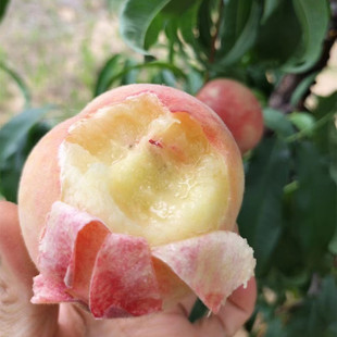 [Dashahe xichun Peach] Открытый персик -сладкая и сладкая подарочная коробка с 8 фунтов стерлингов, свежий фрукты, кусок свежего фрукта