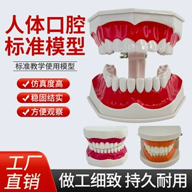 教学演示用品;其他模型玩具;医药教学器材