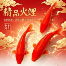 红火红色闪鳞红锦鲤观赏鱼精品大型小型黄金红白三色丹顶好养耐活