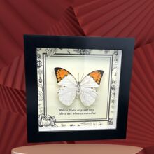 真蝴蝶标本相框装饰画DIY黑色摆台家具装饰礼品生态创意礼物