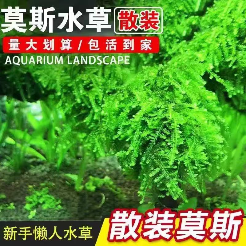 Bulk Moss Aquatic Plants for Fish Tanks, Live Moss Balls, Driftwood, Weeping Foreground Plants in Bulk Bulk Moss Aquatic Plants for Fish Tanks, Live Moss Balls, Driftwood, Weeping Foreground Plants in Bulk