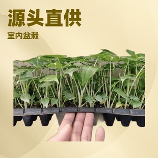 The Base Directly Supplies Office Green Plant Potted Alocaasia Salian Alocasia Internet Celebrity Landscaping Hot Planting Seedlings