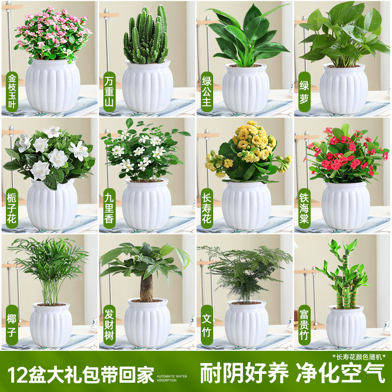 [가족사진패키지] 집에 가져갈 화분 12개 선물팩