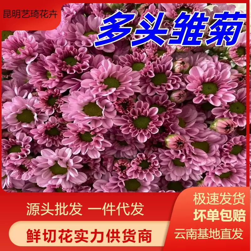 多头雏菊云南基地鲜花批发花束混搭家用插花摆摊花材一件代发包邮