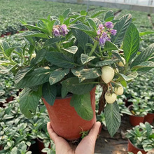 人參果苗秧紫茄果人生果籽盆栽大苗當年結果南北方種植超甜帶果土