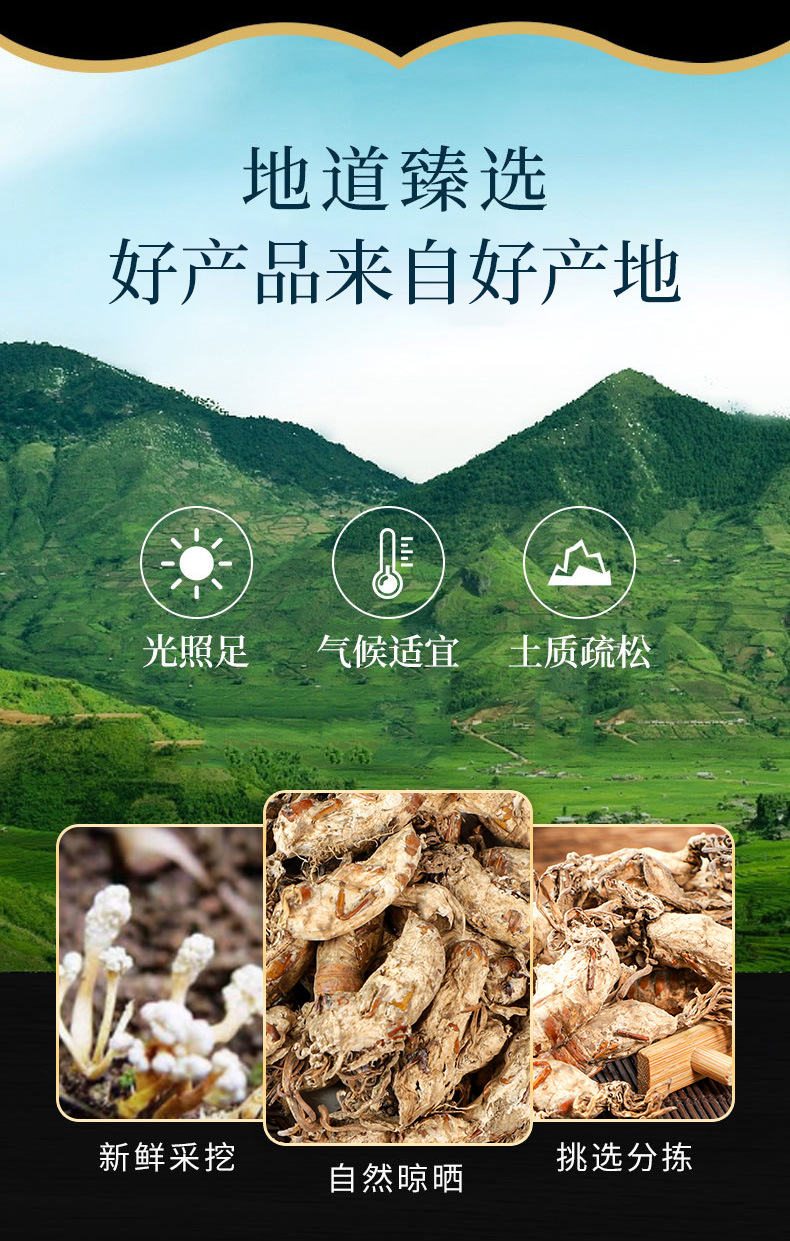 Jin Chan Hua (Cordyceps cicadae) — Dried Cicada Flower Fungus, Food Herb for Soups & Teas key features