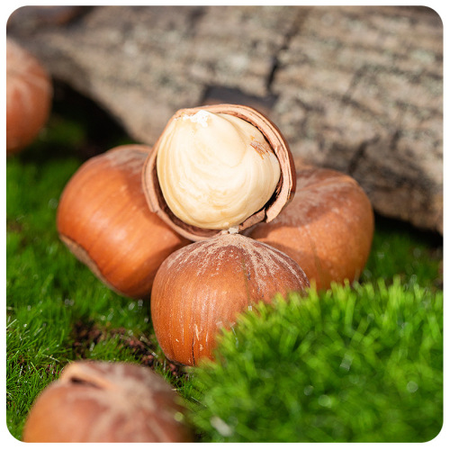 2024 New Northeast Original Open Hazelnut Kernel Large Particles 500g Canned Nuts Roasted Seeds Snacks Wholesale