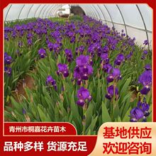 水生植物黄花鸢尾基地供应各种鸢尾 蓝蝴蝶扁竹花德国鸢尾花