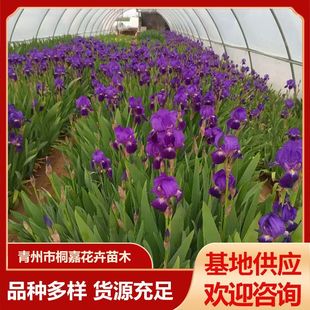 ˮ��ֲ���S���Sβ���ع������N�Sβ �{�������񻨵��Sβ��