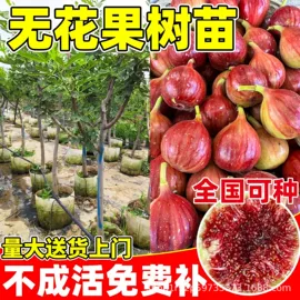 盆栽;园林果树;灌木