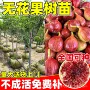 北方南方基地盆栽果苗