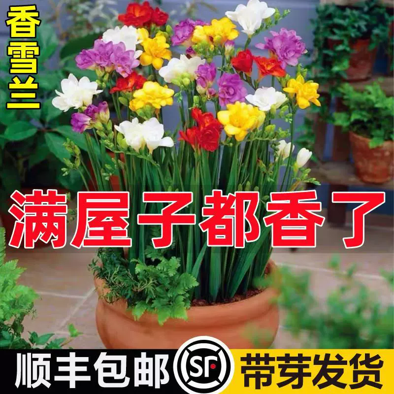 Импортированные луковицы алиссума, двуцветковая фрезия, цветущая в любое время года, легко выращиваемые декоративные семена цветочных растений в горшках.