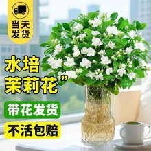 水培植物茉莉花盆栽带花苞四季开室内阳台办公室鲜花卉绿植好养活