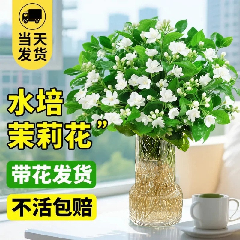 水培植物茉莉花盆栽带花苞四季开室内阳台办公室鲜花卉绿植好养活