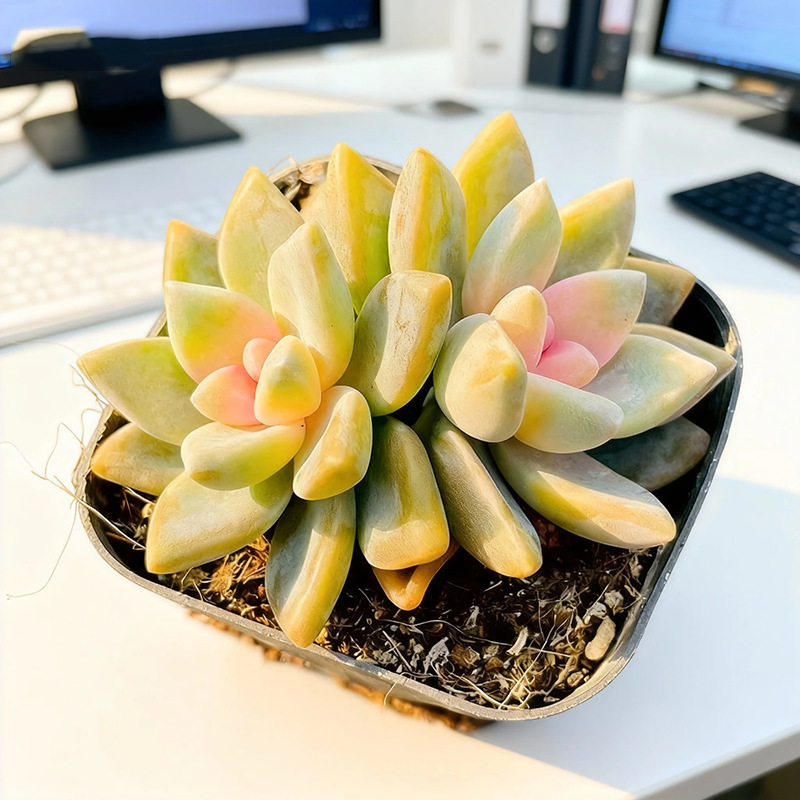 라이트 스노우 더블 헤드 5cm (플라스틱 대야에 심어 배송)