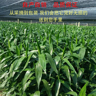 Bring in Wealth and Treasure Bamboo Hydroponic Plants Living Room Bring in Wealth and Treasure Flowers and Green Plants Indoor Potted Guanyin Bamboo Office Bring in Wealth and Treasure Bamboo Wholesale