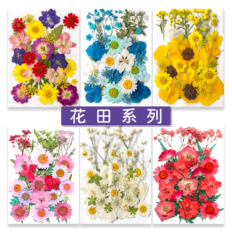 Цветочная закладка материал пакет настоящие листья образцы растений трансграничный клей мобильный телефон оболочка сушеный цветок тиснение DIY оптом