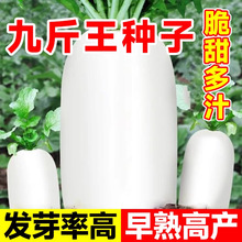 春不老九斤王白萝卜萝卜种子特大水果萝卜夏秋季种籽农家蔬菜种孑
