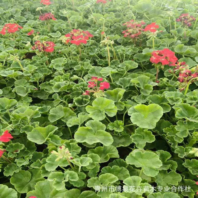 Саженцы цветов в горшках с двойными лепестками герани с крупными цветками, цветущими круглый год, саженцы гортензий, легко выращиваемые цветы для внутренних балконов.