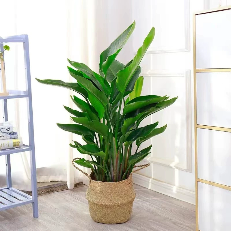 Чистая знаменитость Райская птица Комнатное растение Крупное растение Cranowanglan Гостиная Офис Большое растение в горшке Зеленое растение Райская птица Рассада