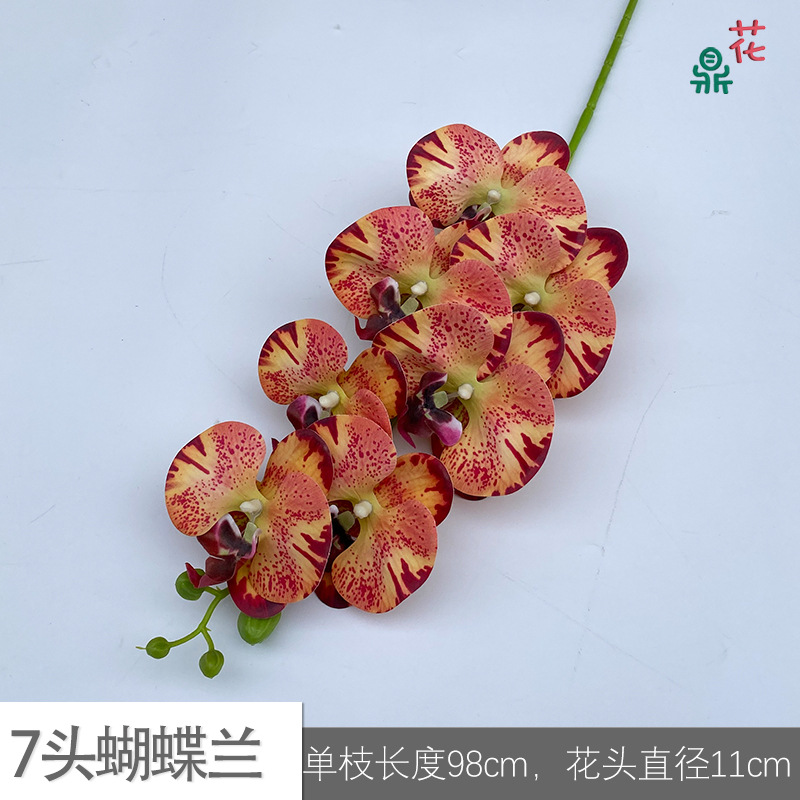 7 phalaenopsis GFG #1 레드 패턴 가장자리 오렌지