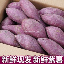 斤紫薯新鲜山芋板栗蜜薯紫心农家蔬菜地瓜红小10番薯软糯现挖常温