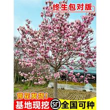 玉兰花树苗带花苞四季紫玉兰风景大树室外绿化庭院耐寒盆地栽植物