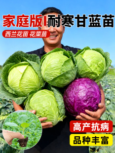 �͟�������玧��ţ�ĸ��{���������������Ӹ��{�N���ﶬ�߲����l